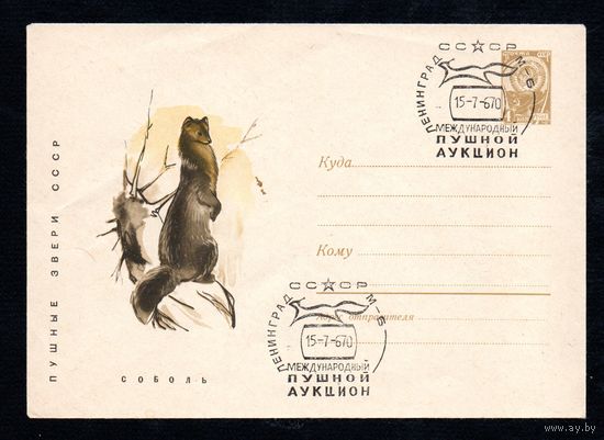 Художественный маркированный конверт СССР  со спецгашением N 4637A (05.05.1967) Пушные звери СССР  Соболь