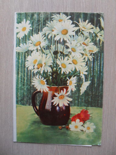 ДВОЙНАЯ ЧИСТАЯ ОТКРЫТКА.СССР. 1971 год. РОМАШКИ. фото. Г. КОСТЕНКО.
