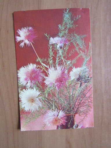 Центаурея" Фото Л. Тарасова, А. Булгакова. СХ 1968 г. Чистая. 9х14 см.