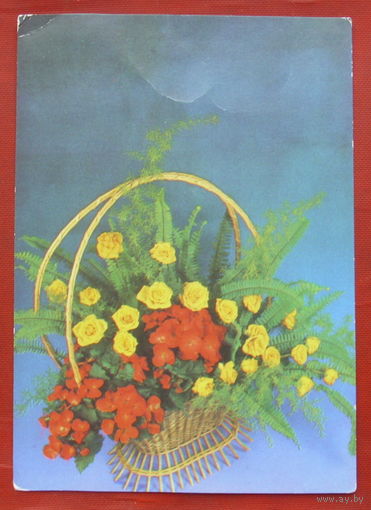 Поздравляем! Чистая. 1988 года. Фото Шарова. *239.