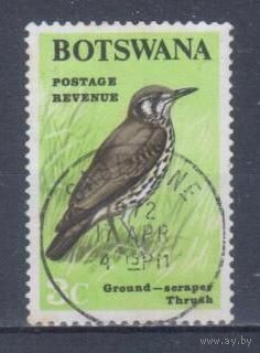 [385] Ботсвана 1967. Фауна.Птицы.Дрозд. Гашеная марка.