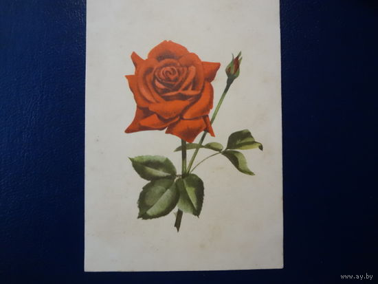 Роза.  до 1960 г.