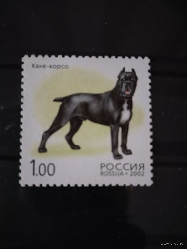 Россия 2002  кане-корсо