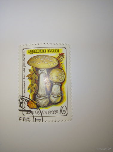 Марки СССР 1986 г. Ядовитые грибы Мухомор пантерный 10к.