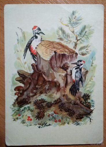 Фролов В. Дятлы. 1957 г. Чистая