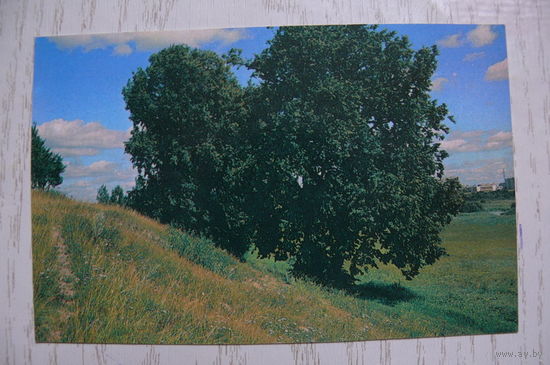 Календарик, 1989, Природа.