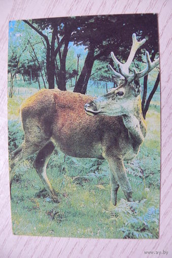 Календарик, 1979, Фауна (олень), изд. Киев.