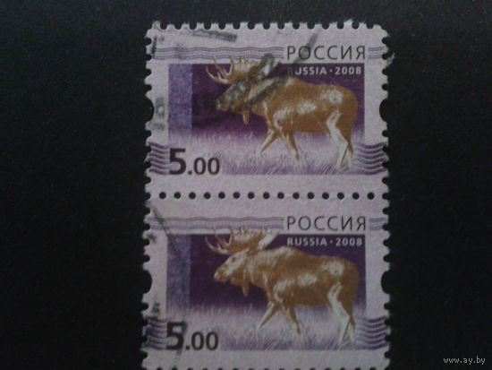 Россия 2008 стандарт, лось, пара