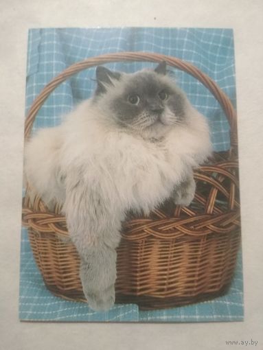 Карманный календарик. Котик.1994 год