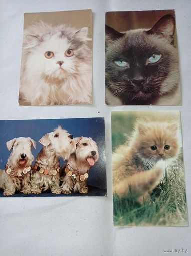Открытки с фото котов, собаки. Открытки Польша, коты, собаки.