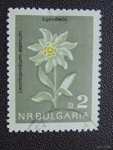 Болгария. Цветы.