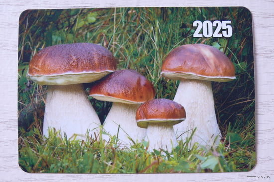 Календарик, 2025. Грибы, боровик.