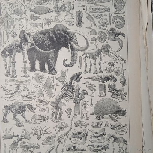 PALEONTOLOGIE. Энциклопедическая гравюра.  кон.19в. 31х24см.