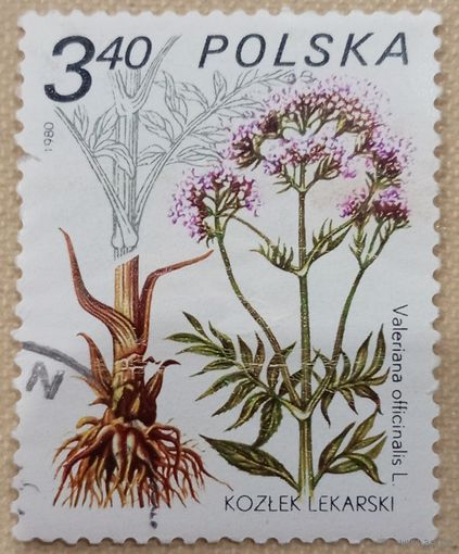 Польша 1980. Флора. Цветы. Valeriana officinalis. Марка из серии