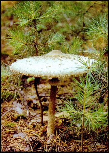 ДМПК Беларусь 1999 грибы/зонтик пёстрый /