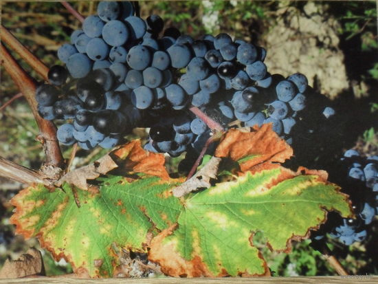 ОТКРЫТКА ПРОШЕДШАЯ ПОЧТУ. ФЛОРА. ОСЕННИЙ ВИНОГРАД. AUTUMM GRAPES.