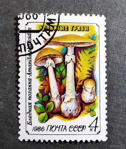 Марка СССР 1986 год Грибы