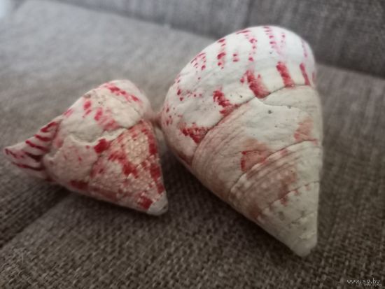 Ракушки Трохус, Филиппины. Цена за две.