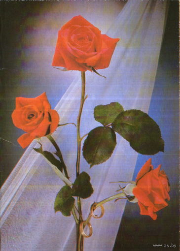 Чистая двойная открытка 1989г. "Поздравляю! Розы" фото Д. Киндрова