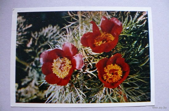 Тюккель В., Пионы, 1965, подписана.