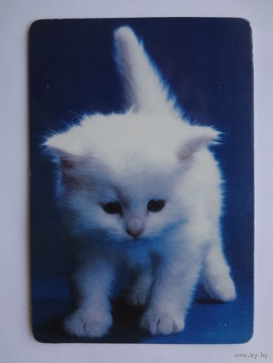 Календарик 1997 г. Белый котенок.