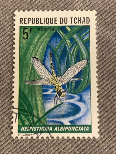 Чад. Стрекозы. Hemistigma Albipunctata