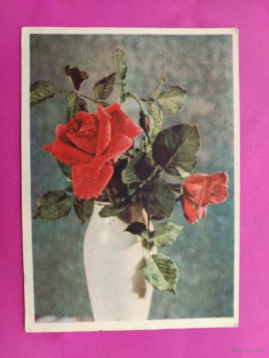 Цветы. Подписанная. 1958 года. Самсонов. 472.