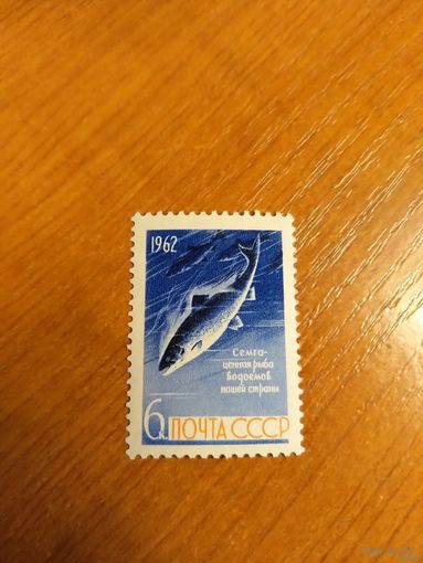 1962 СССР Загорский 2646 фауна рыбы чистая MNH** (сф-6)