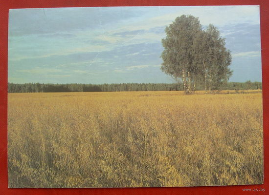 Пейзаж. Чистая. 1987 года. Фото Митина. 659.