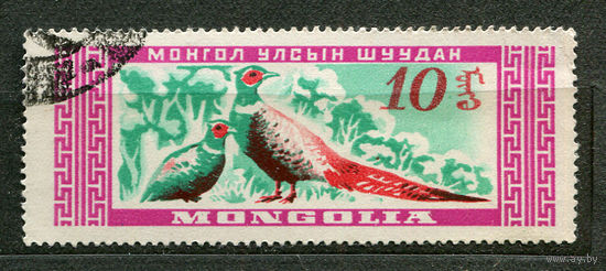 Фауна. Фазаны. Монголия. 1959