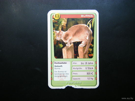 Карточка КОШКИ 12