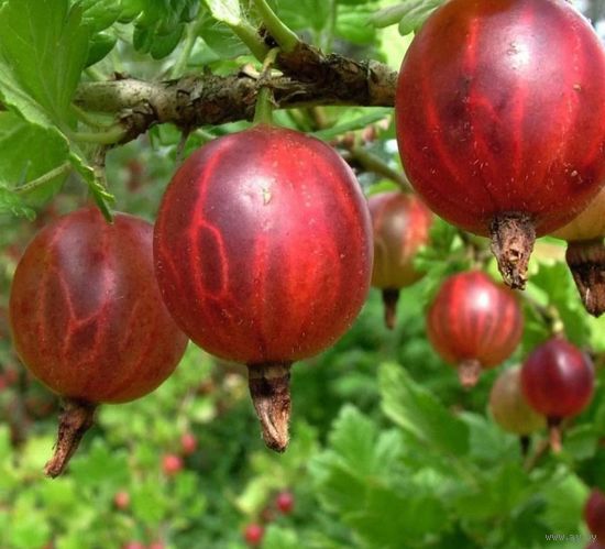 Крыжовник Богатырь саженец