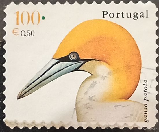 Португалия. Фауна. Птицы. Ganso Pastola
