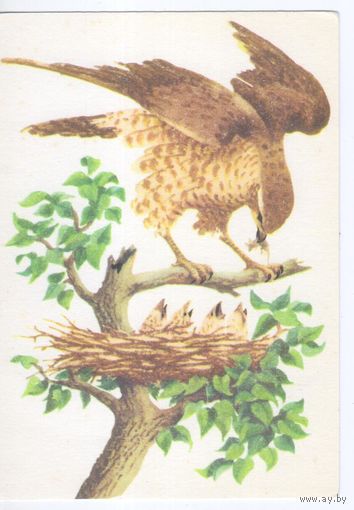 Открытка Германия,ГДР. Фауна.Птицы.Ястреб.