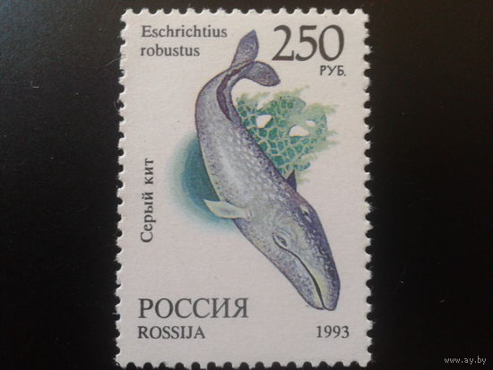 Россия 1993 кит**
