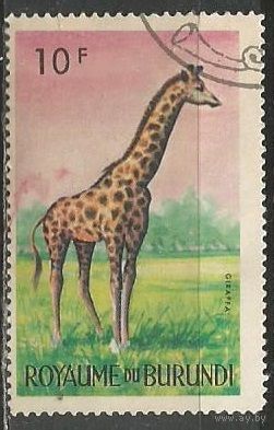 Бурунди. Животный мир страны. Жираф. 1964г. Mi#97.