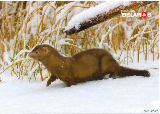 Планета Беларусь, американская норка, 2019, тираж 2000 экз.