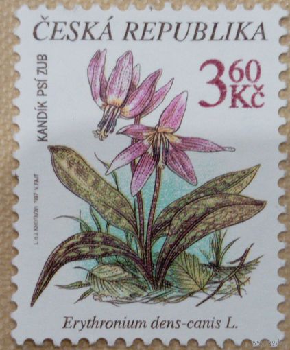 Чехия. Флора. Цветы. Erytronium dens canis