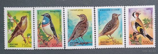 Россия певчие птицы