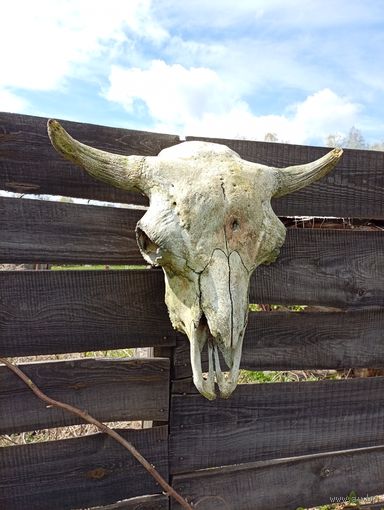 Огромный "Череп зубра" для антуража на стенку!красивый, лесная патина!