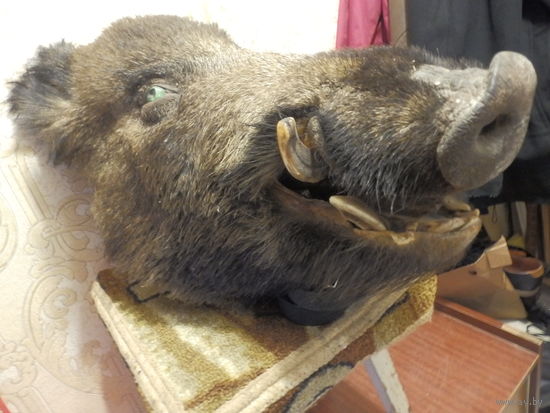 Чучело головы-Кабана-Профессиональная.