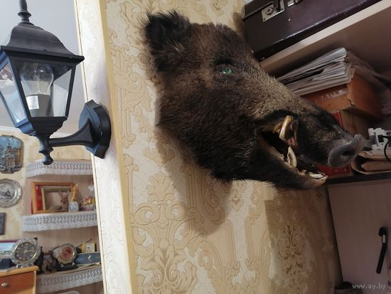 Чучело головы-Кабана-Профессиональная.