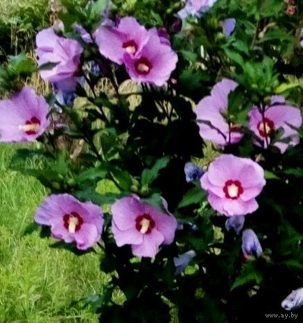 Гибискус сирийский - семена