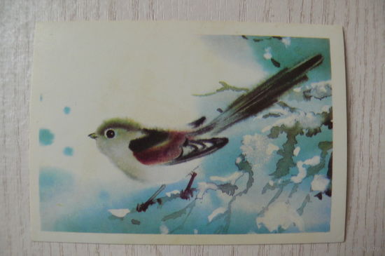 Каневский В., Длиннохвостая синица; 1984, чистая, мини-формат.
