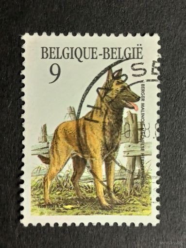 Бельгия 1986. Бельгийские породы собак