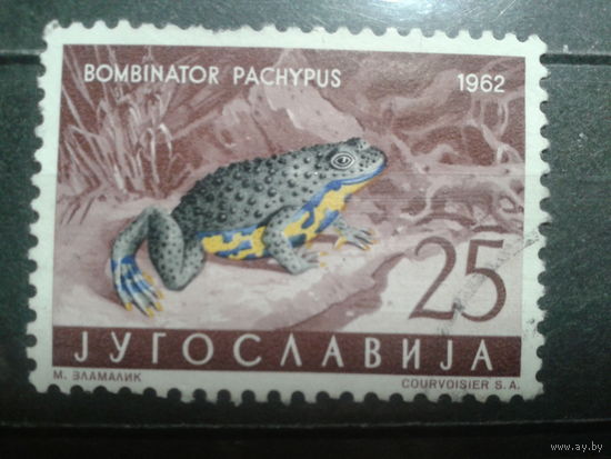 Югославия, 1962. Желтобрюхая жаба