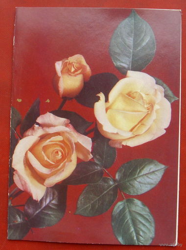 С днём рождения! Чистая. Двойная. 1979 года. Фото Круцко. 1549.