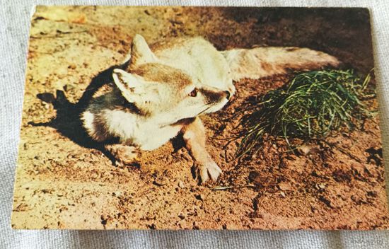 Московский зоопарк.Корсак.