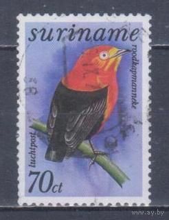 [823] Суринам 1977. Фауна.Птицы. Гашеная марка.