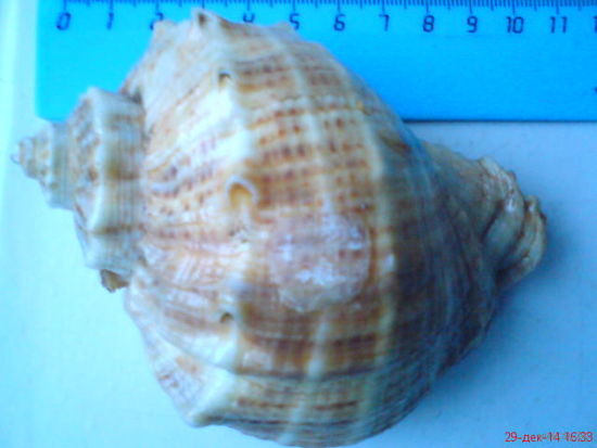 Ракушка морская4